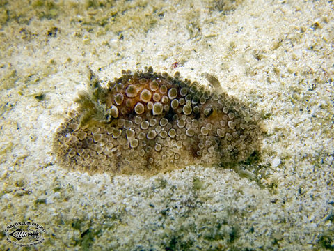 <i>Hoplodoris nodulosa</i> (Angas 1864) resmi