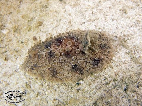 Image of <i>Hoplodoris nodulosa</i> (Angas 1864)