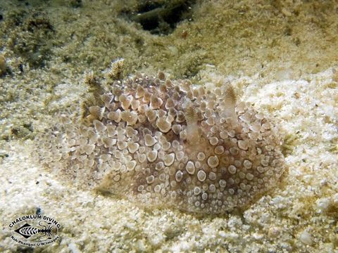 Image of <i>Hoplodoris nodulosa</i> (Angas 1864)