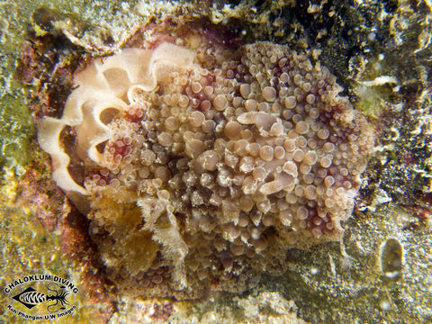 Image of <i>Hoplodoris nodulosa</i> (Angas 1864)