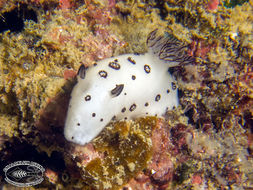 Image of Snoopy black spot white slug