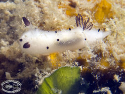 Image of Snoopy black spot white slug