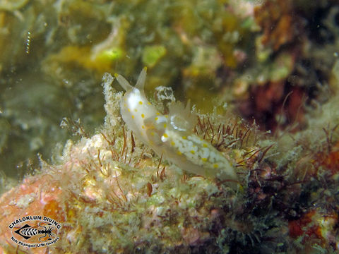 Image of Gymnodoris alba (Bergh 1877)