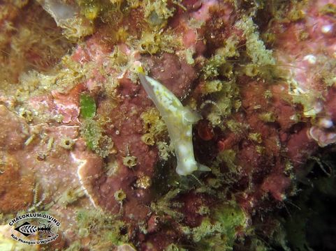 Image of Gymnodoris alba (Bergh 1877)