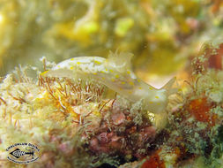 Image of Gymnodoris alba (Bergh 1877)