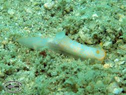 Image of Gymnodoris alba (Bergh 1877)