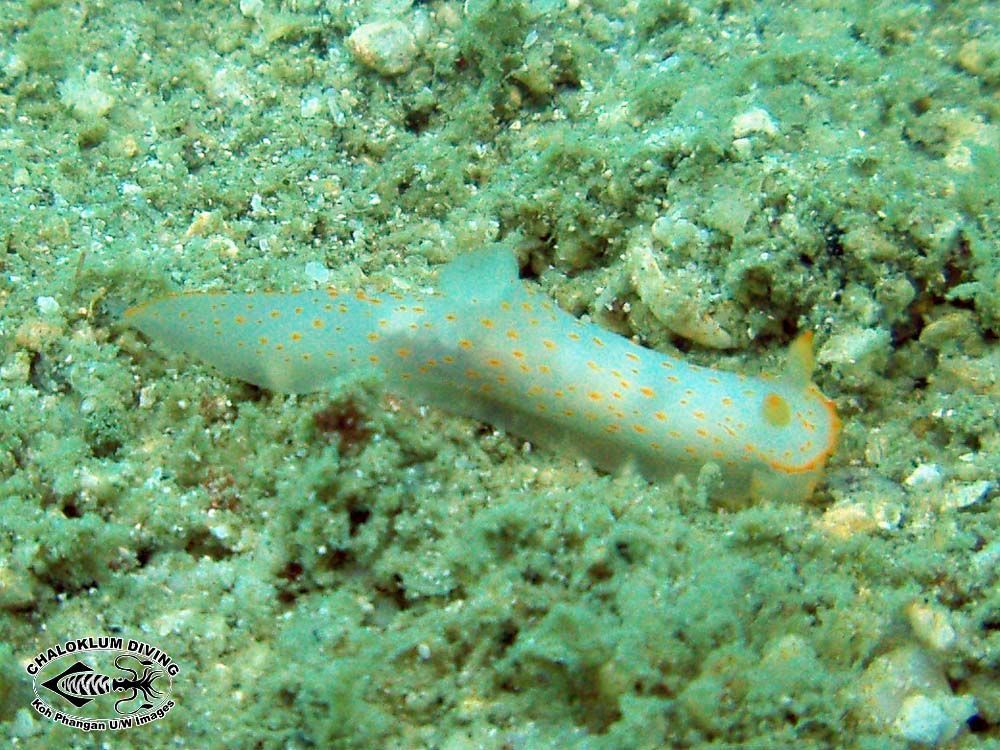 Image of Gymnodoris alba (Bergh 1877)