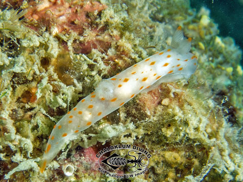 Image of Gymnodoris alba (Bergh 1877)