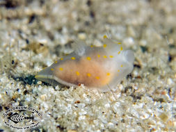 Image of Gymnodoris alba (Bergh 1877)