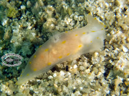 Image of Gymnodoris alba (Bergh 1877)