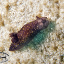 Imagem de Gymnodoris nigricolor Baba 1960