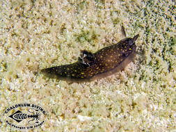 Image of Gymnodoris nigricolor Baba 1960