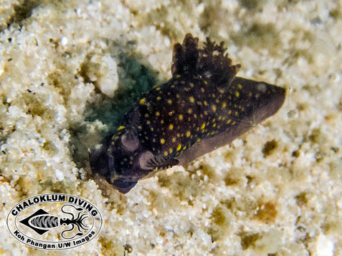 Image of Gymnodoris nigricolor Baba 1960