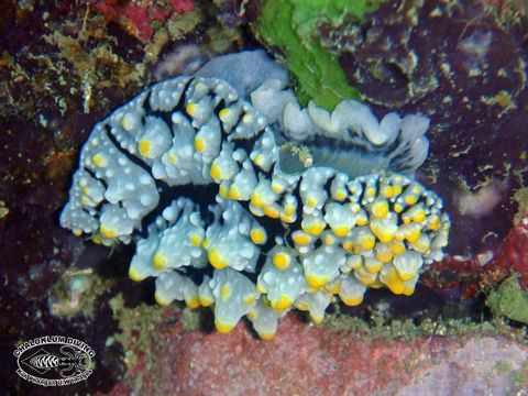 Image of Lumpy black grey orange slug