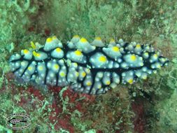 Image of Lumpy black grey orange slug