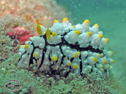 Image of Lumpy black grey orange slug