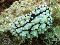 Image of Lumpy black grey orange slug