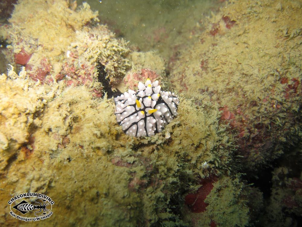 Image of Lumpy black grey orange slug