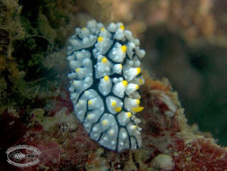 Image of Lumpy black grey orange slug