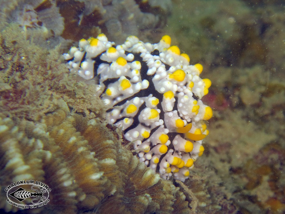 Image of Lumpy black grey orange slug