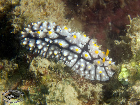 Image of Lumpy black grey orange slug