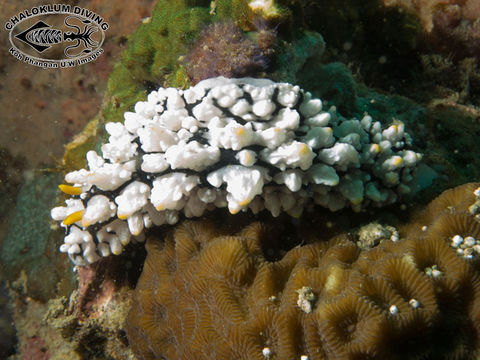 Image of Lumpy black grey orange slug