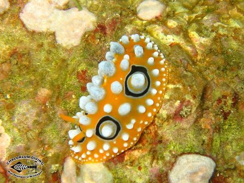 Image of Lumpy yellow eyespot slug