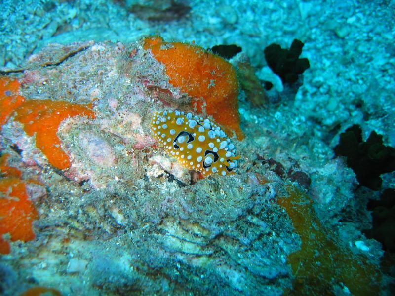 Image of Lumpy yellow eyespot slug