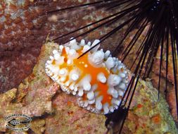 Image of Lumpy yellow eyespot slug