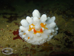 Image of Lumpy yellow eyespot slug