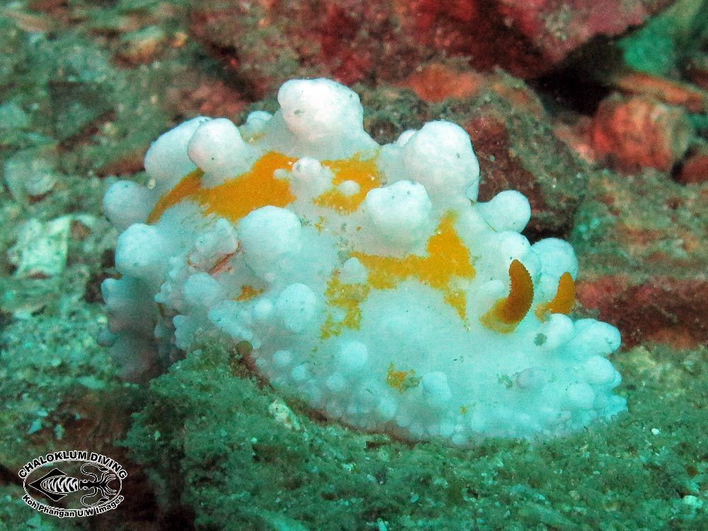 Image of Lumpy yellow eyespot slug