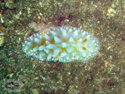 Image of Lumpy yellow eyespot slug