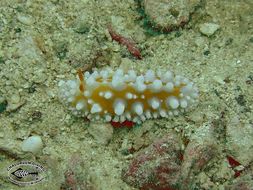 Image of Lumpy yellow eyespot slug