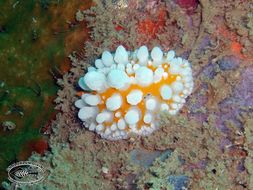 Image of Lumpy yellow eyespot slug