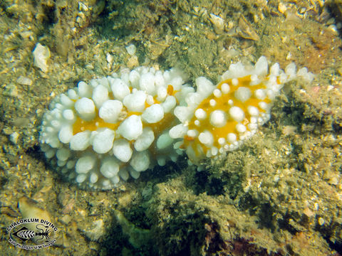 Image of Lumpy yellow eyespot slug