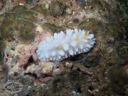 Image of Lumpy yellow eyespot slug