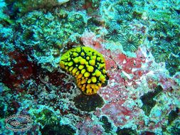 Image of Lumpy yellow eyespot slug