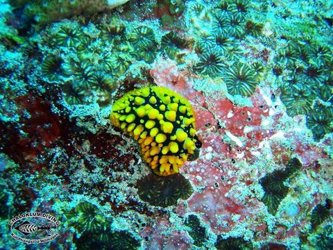 Image of Lumpy yellow eyespot slug