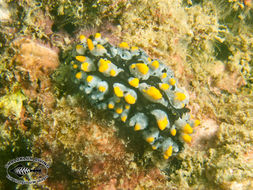 Image of black-rayed phyllidia