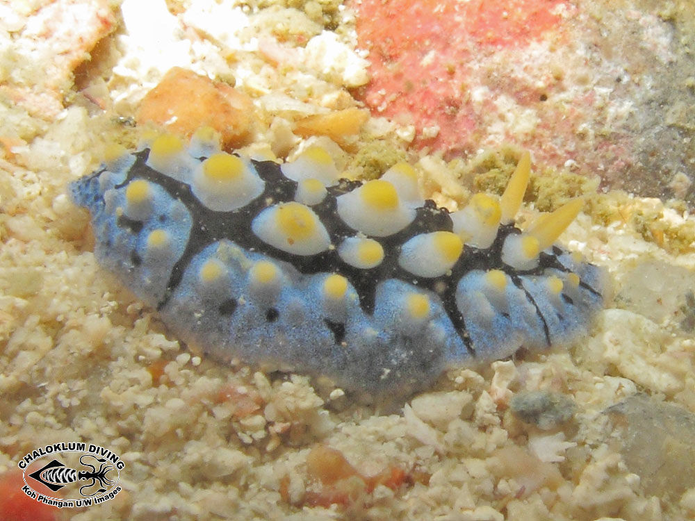 Image of black-rayed phyllidia