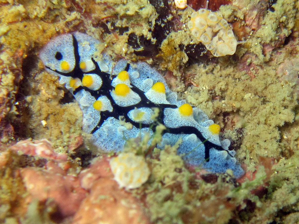 Image of black-rayed phyllidia