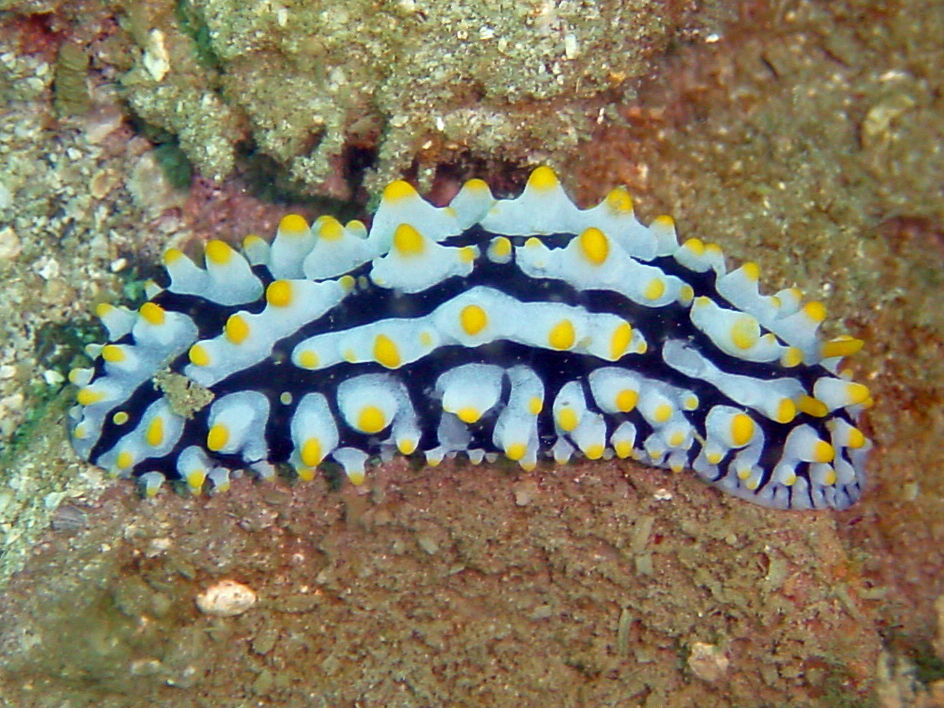 Image of Lumpy black bluegrey orange slug