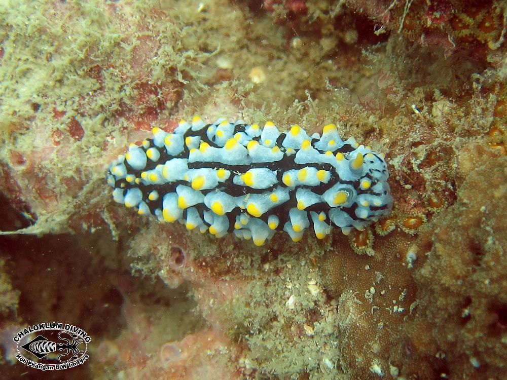 Image of Lumpy black bluegrey orange slug