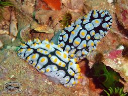 Image of Lumpy black bluegrey orange slug