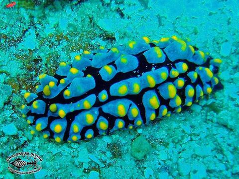 Image of Lumpy black bluegrey orange slug