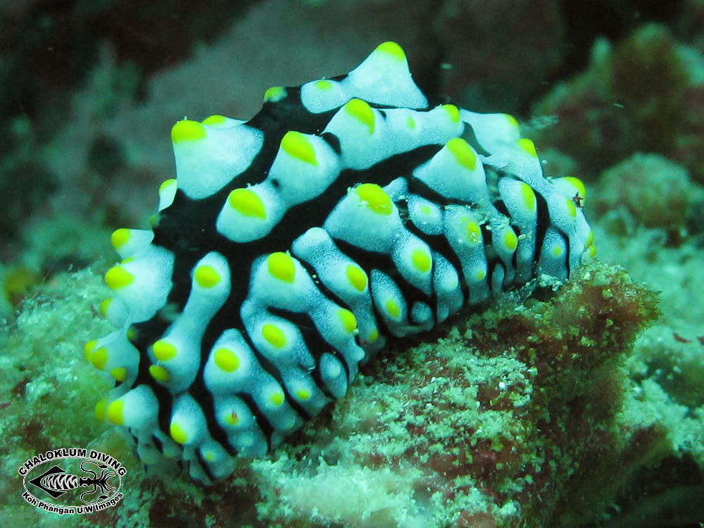 Image of Lumpy black bluegrey orange slug