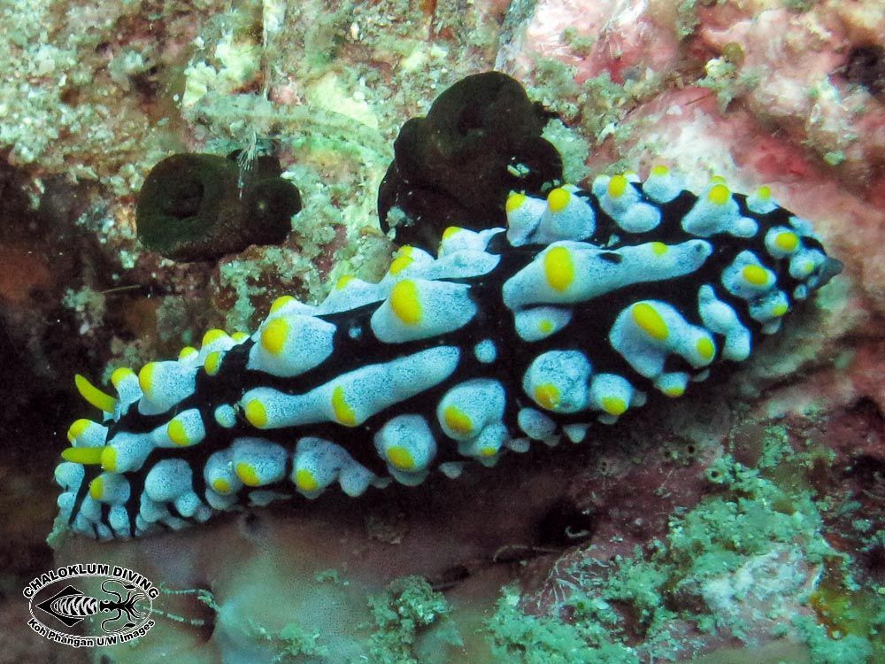 Image of Lumpy black bluegrey orange slug