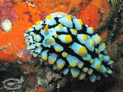 Image of Lumpy black bluegrey orange slug