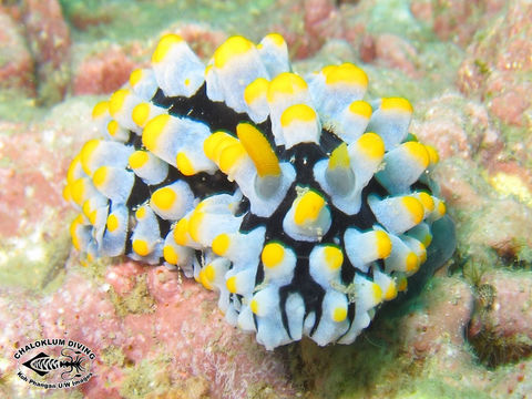 Image of Lumpy black bluegrey orange slug