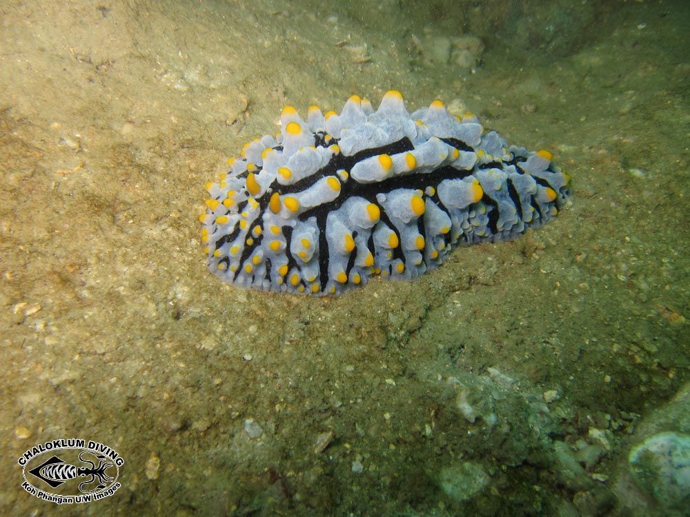 Image of Lumpy black bluegrey orange slug